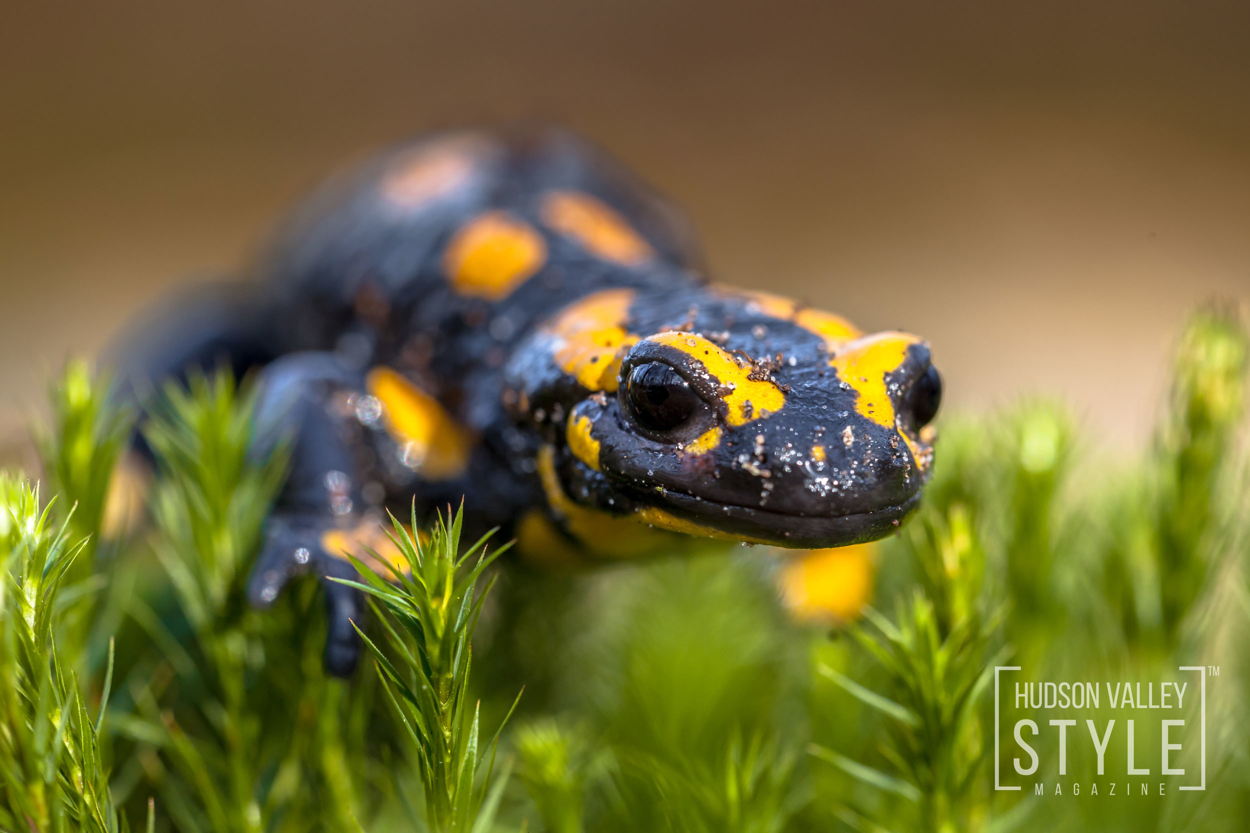 The real Dangers of Picaridin - Fire Salamander