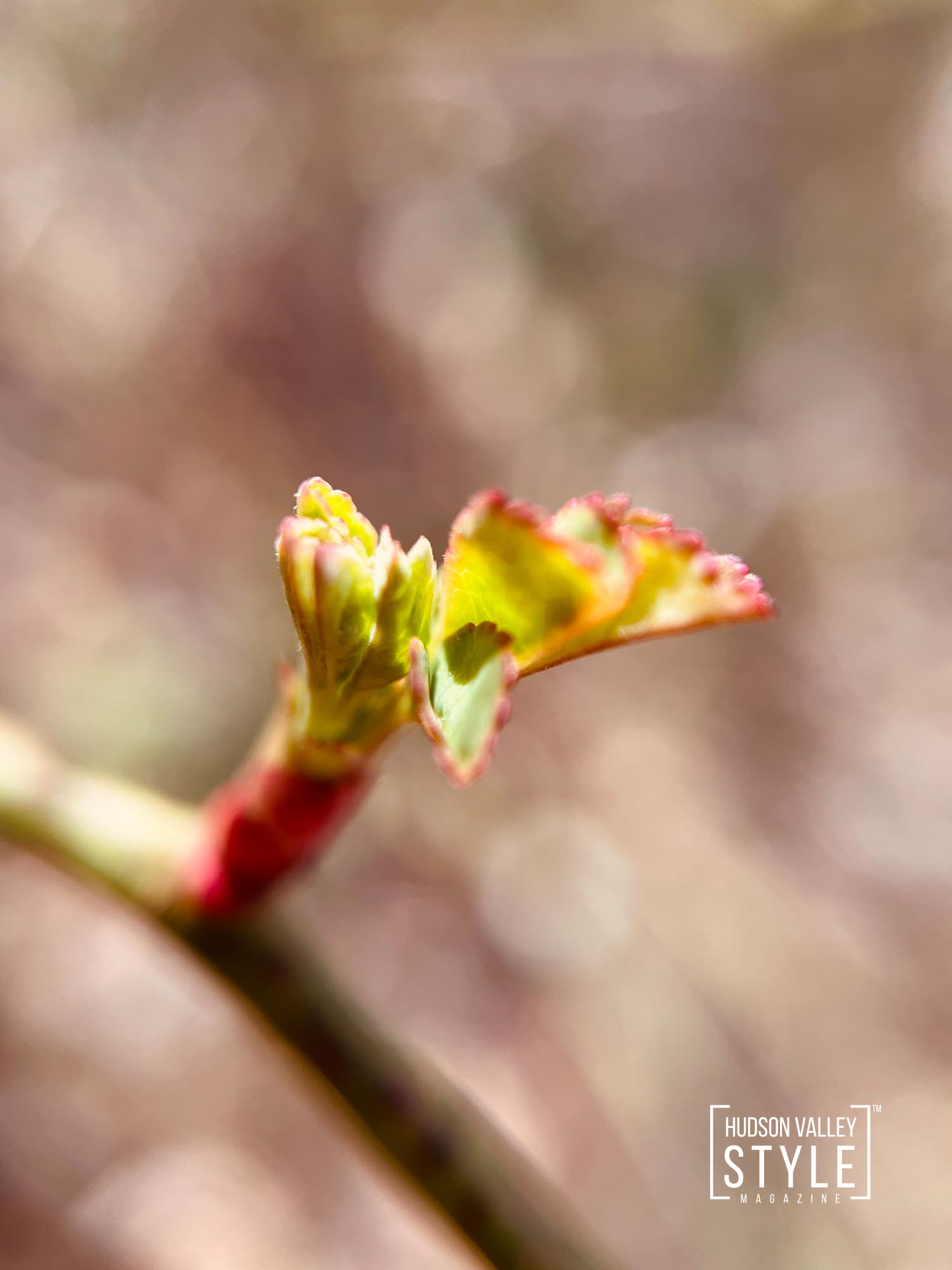 The Rebirth of Spring in Hudson Valley: A Symphony of Nature's Beauty Through Macro Photography and Embracing Earth Day – by Photographer Maxwell Alexander, Duncan Avenue Studios – Presented by Alluvion Vacations – The Best Airbnb Cabins for Rent