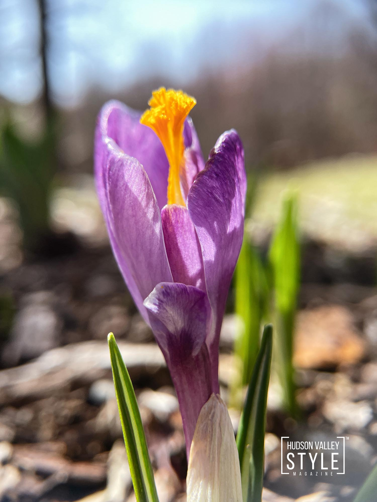 The Rebirth of Spring in Hudson Valley: A Symphony of Nature's Beauty Through Macro Photography and Embracing Earth Day – by Photographer Maxwell Alexander, Duncan Avenue Studios