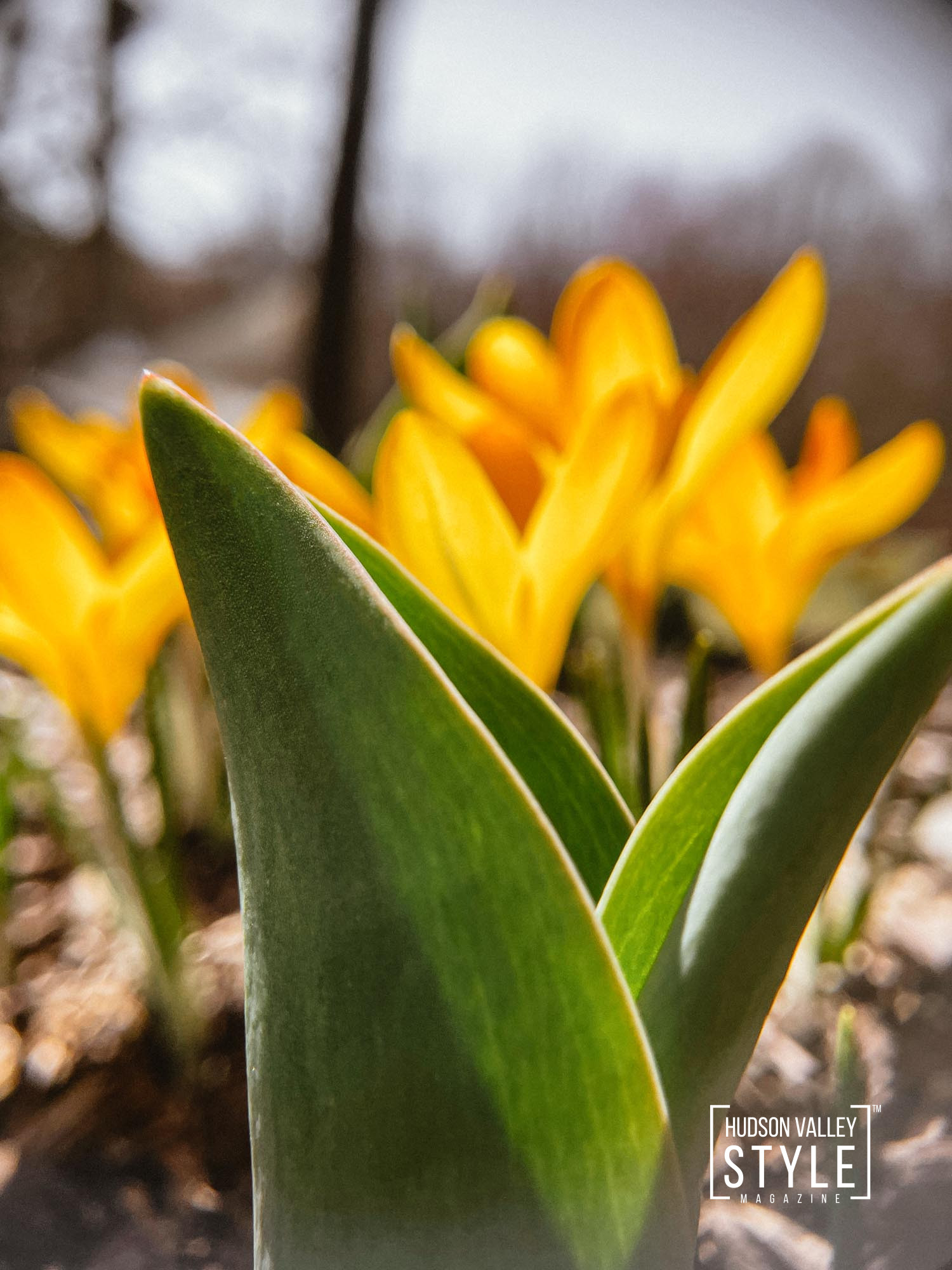 The Rebirth of Spring in Hudson Valley: A Symphony of Nature's Beauty Through Macro Photography and Embracing Earth Day – by Photographer Maxwell Alexander, Duncan Avenue Studios – Presented by Alluvion Vacations – The Best Airbnb Cabins for Rent