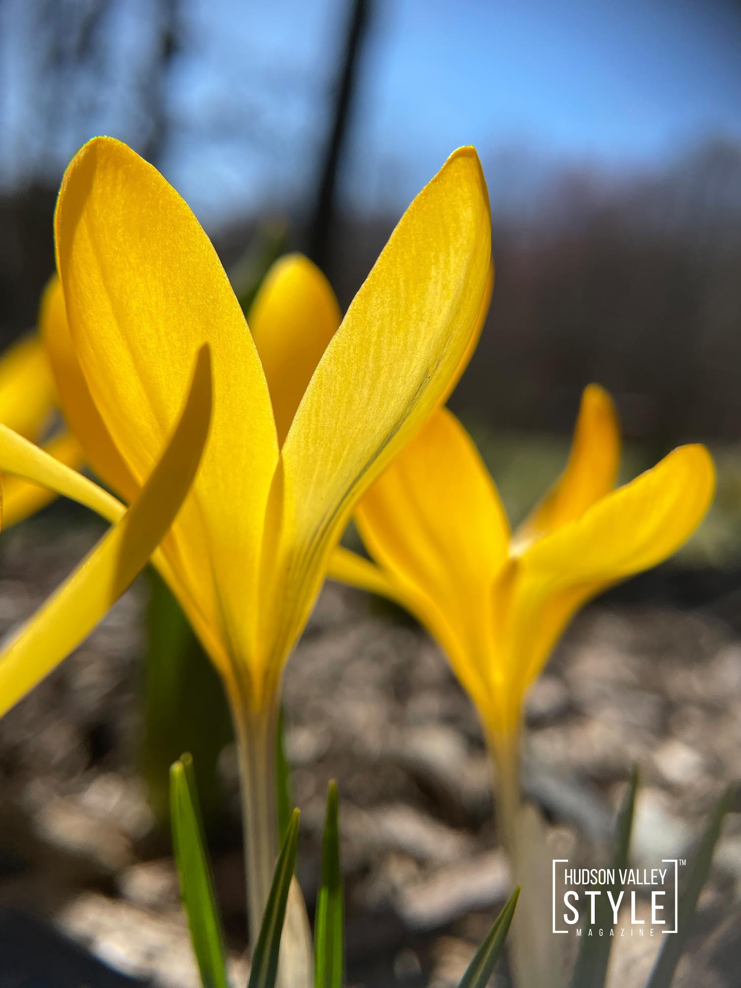 The Rebirth of Spring in Hudson Valley: A Symphony of Nature's Beauty Through Macro Photography and Embracing Earth Day – by Photographer Maxwell Alexander, Duncan Avenue Studios – Presented by Alluvion Vacations