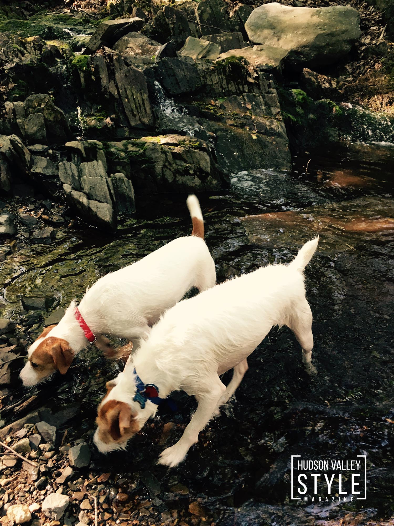 Wagging Tails and Welcoming Trails: Finding the Best Pet-Friendly Airbnb Stays in Hudson Valley and Catskills – Ft. Hudson Valley Explorers Jack Russell Terriers Jack and Vicka – Presented by Alluvion Vacations