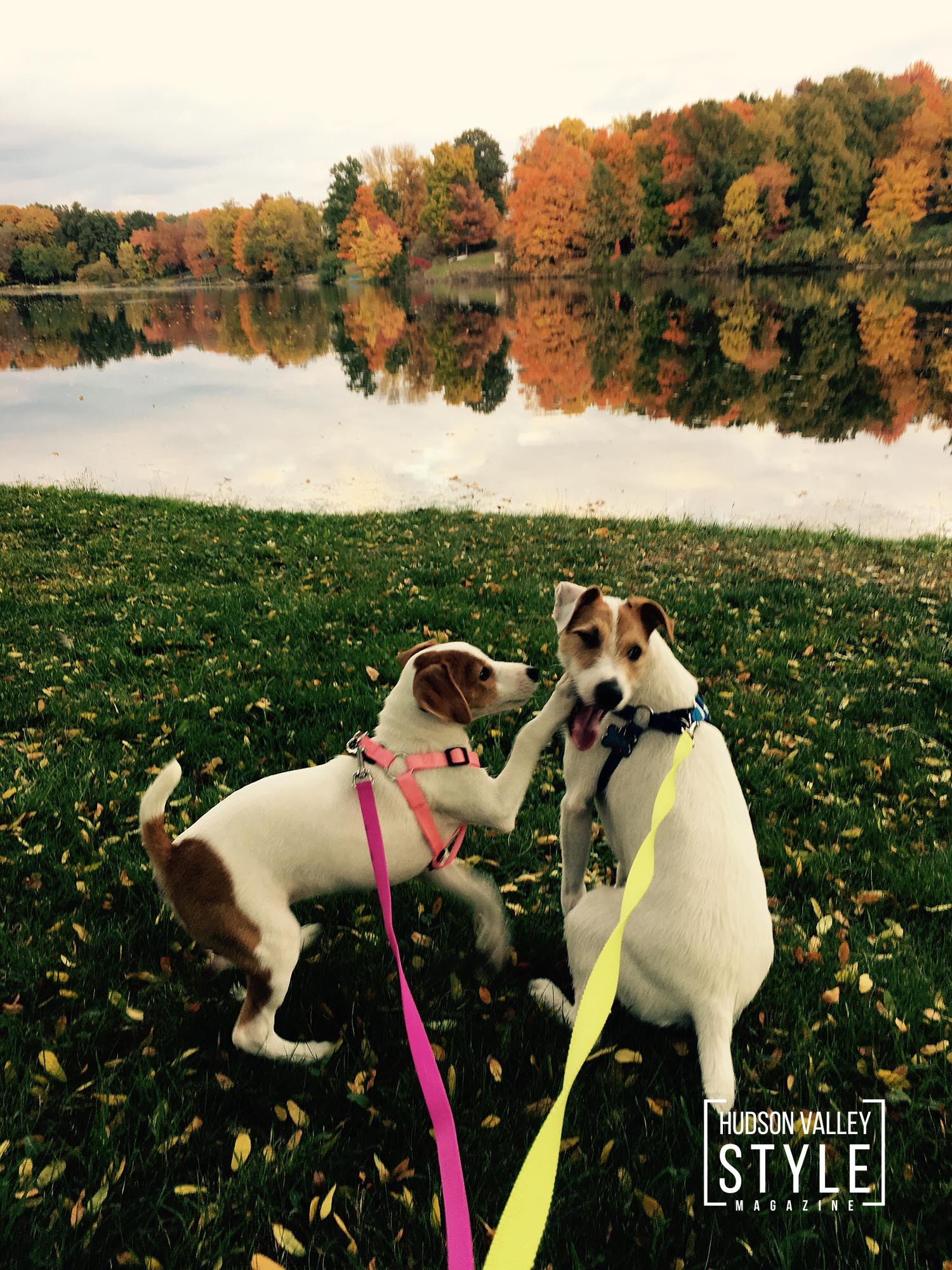 Wagging Tails and Welcoming Trails: Finding the Best Pet-Friendly Airbnb Stays in Hudson Valley and Catskills – Ft. Hudson Valley Explorers Jack Russell Terriers Jack and Vicka – Presented by Alluvion Vacations