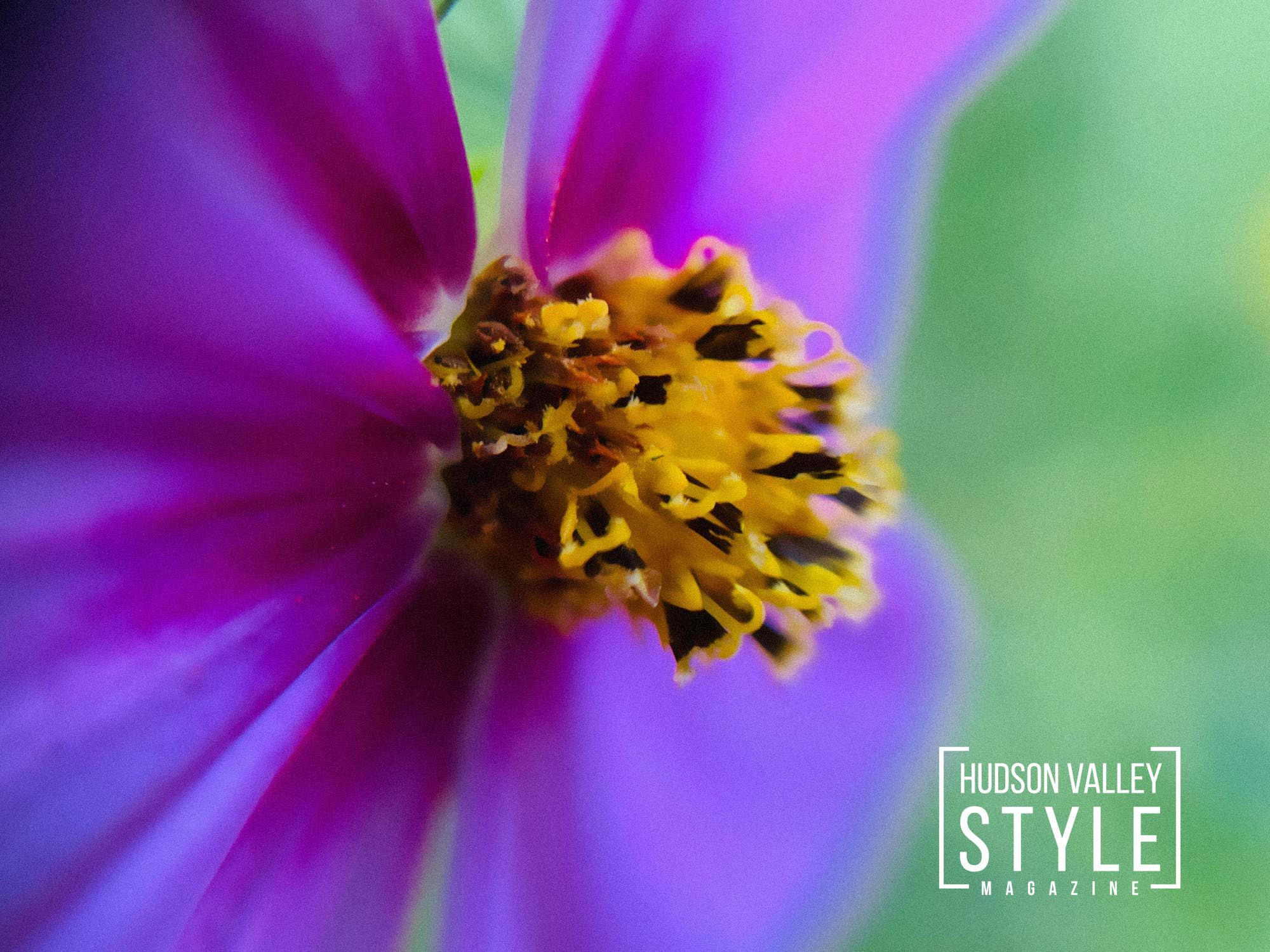 Dancing with Details: The Fine Art of Hudson Valley's Summer Symphony – Wild Flower Fields Nature Photoshoot by Maxwell Alexander