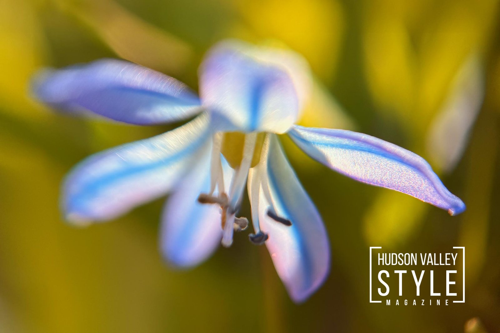 Spring Awakening In The Hudson Valley: Petals, Power, And The End Of Billionaire Winter – by Maxwell Alexander, Artist, Photographer, Journalist, Adventurer and Human Rights Activist